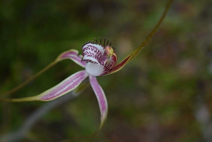 Caladenia - Orchid-spider-0035.JPG